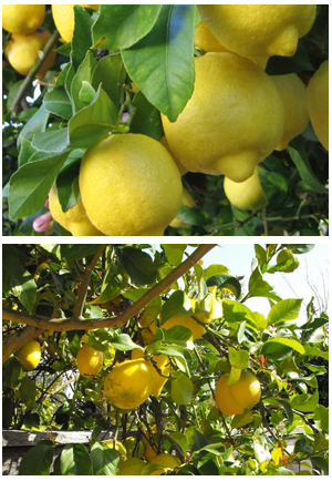 Lemon Plant