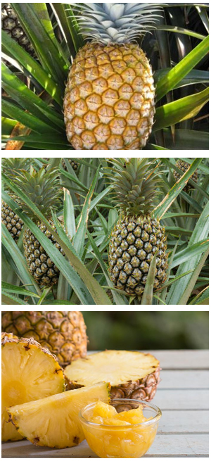 Pineapple (Ananas comosus)